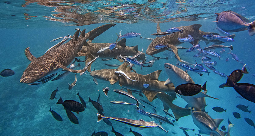 šnorchlování snorkelling