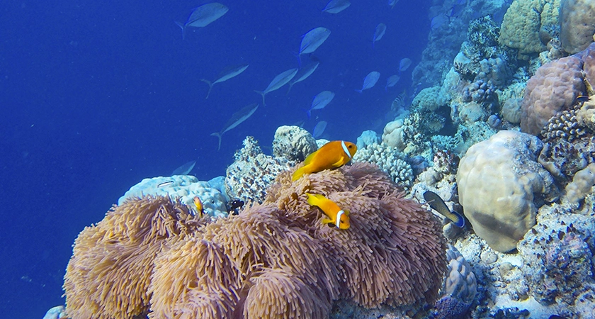 korálový útes coral reef