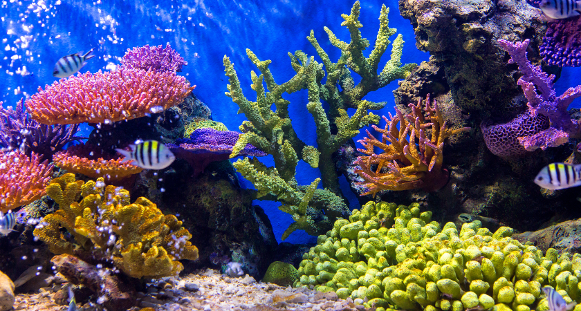 underwater world svět pod vodou