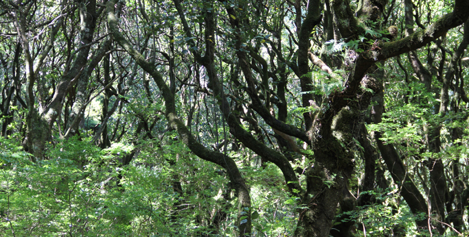 vavřínový les Laurisilva