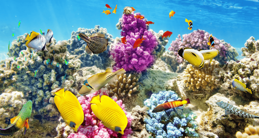 ryby a korály ryby a korály