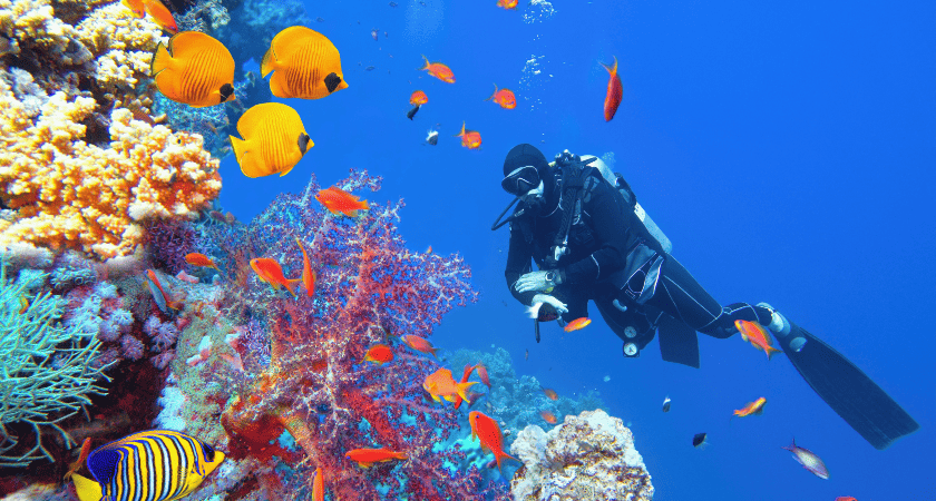 Potápění v Egyptě Potápění v Egyptě